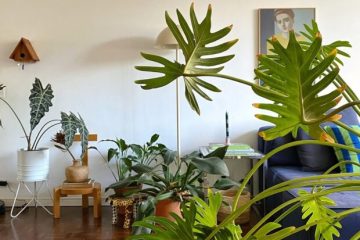 Cultive em casa: descubra 5 plantas grandes e decorativas para alegrar seu espaço interno
