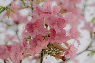 Descubra as 11 plantas preferidas dos especialistas para transformar seu jardim