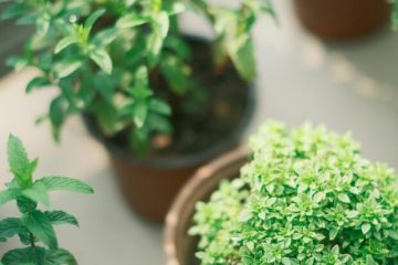 Cultive sua própria horta: 7 ervas que prosperam em janelas ensolaradas