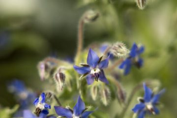 Sete flores comestíveis para embelezar e enriquecer suas receitas