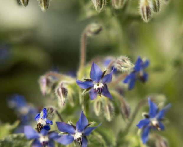 Sete flores comestíveis para embelezar e enriquecer suas receitas