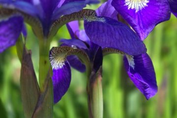 Flores para varanda: 5 espécies para criar sob a luz do sol
