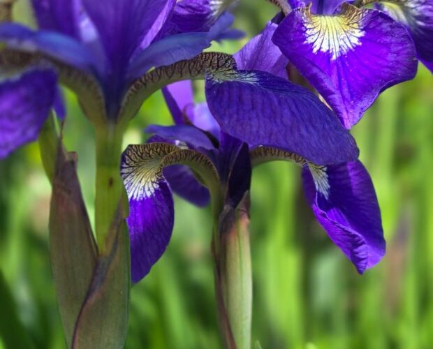 Flores para varanda: 5 espécies para criar sob a luz do sol